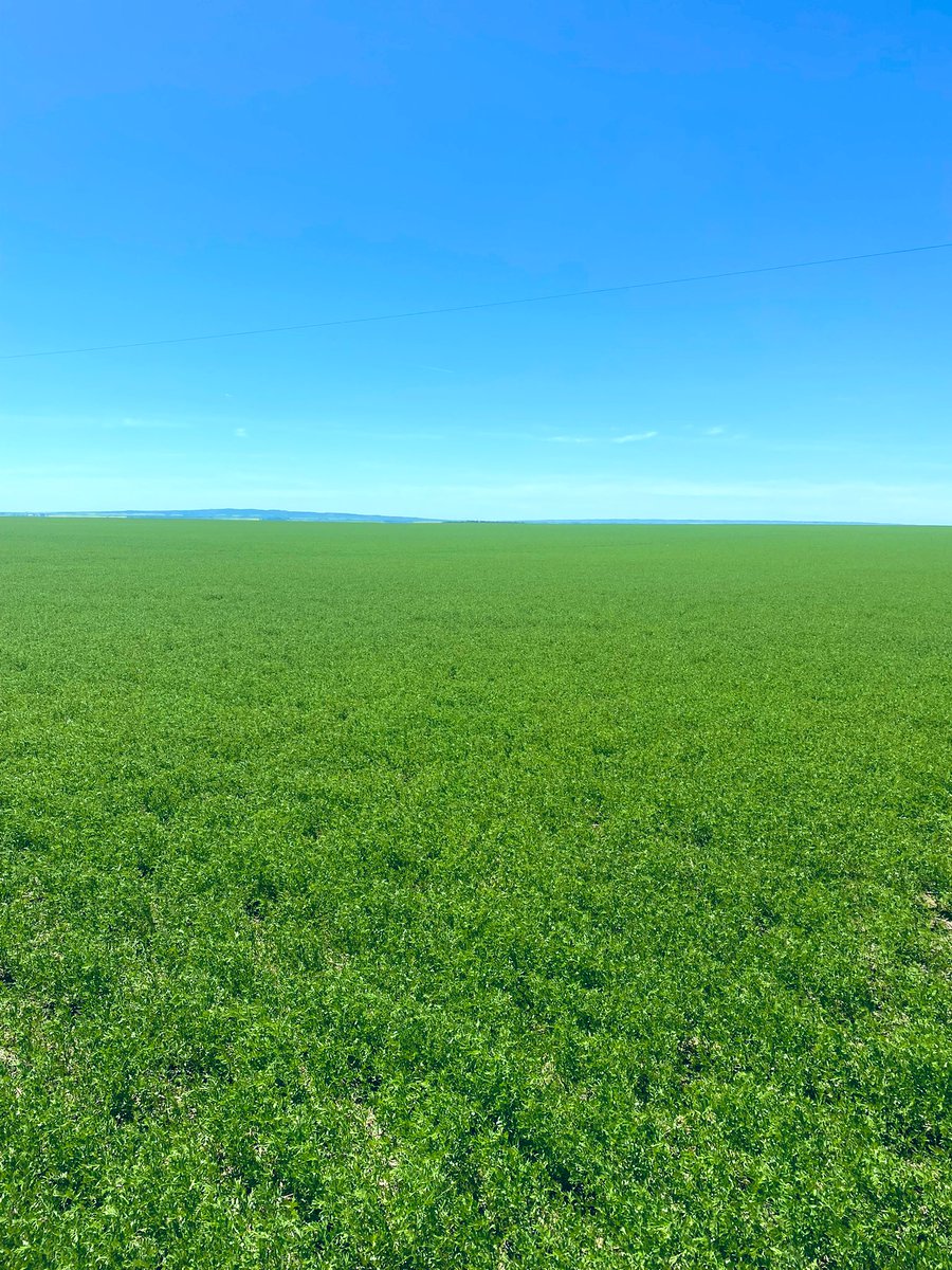 Crop360's tweet photo. This lentil recipe is hard to beat. #clean #Crop360Confirmed @4cdobby @BASFAgro @HawksAgro https://t.co/vgsoAgcnh2
