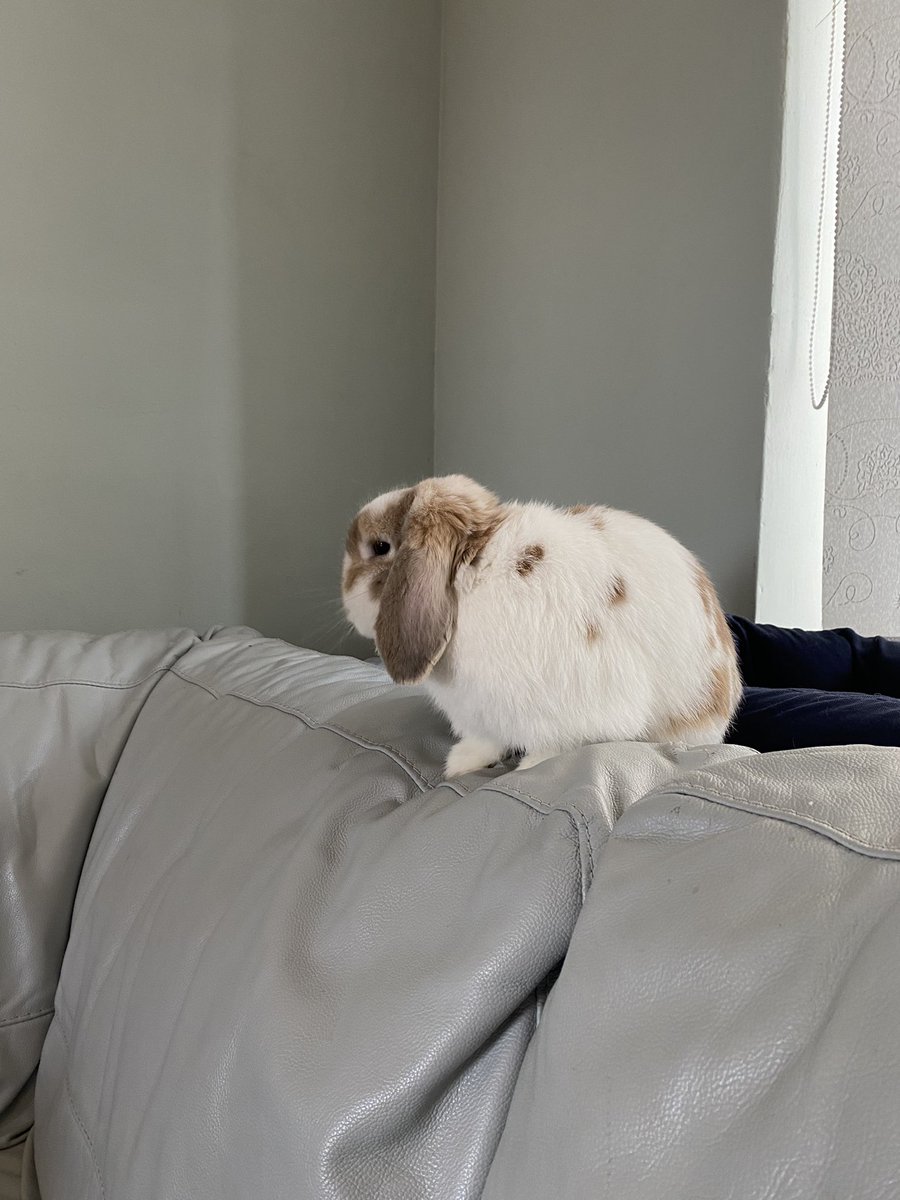 ASPeterson2's tweet photo. @Queen_Talpini I’m so sorry Danielle.  Sending lots of love your way.  Here’s a picture of a friends bunny, Waffle https://t.co/htfRV3Z1G9
