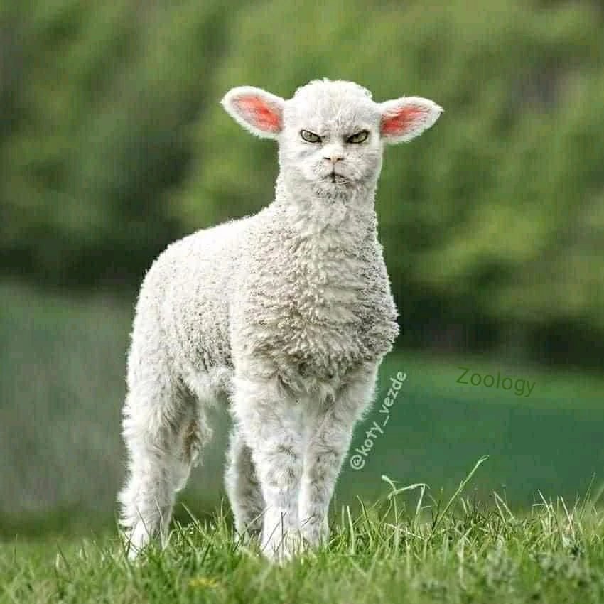 FXfU_9qXoAIdHqr