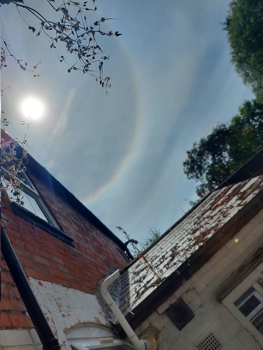 Laila Em || Art || Smol Birbs tweet media