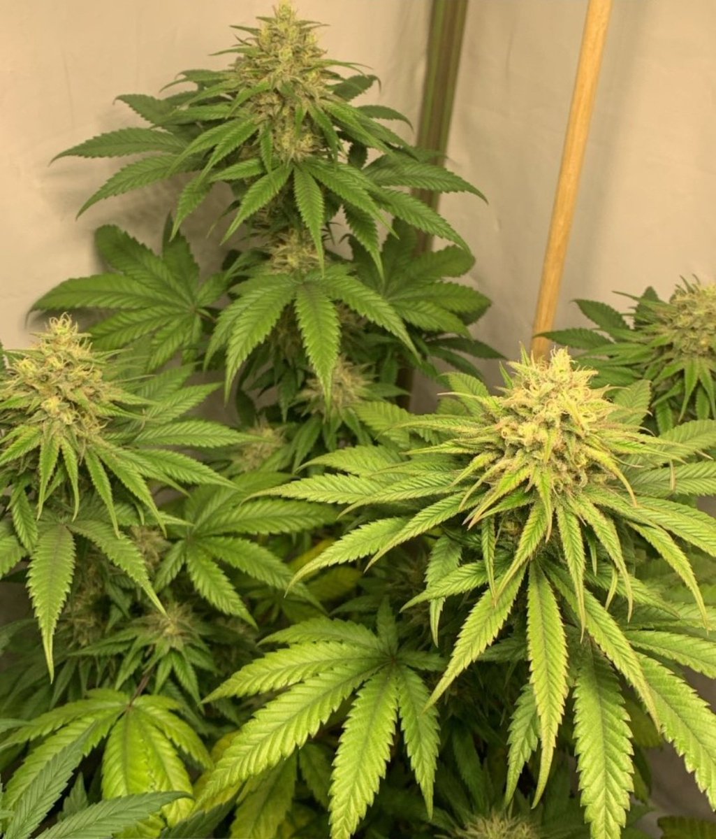 KannabiaSeeds's tweet photo. 📷 BCN DIESEL CBD by #KannabiaSeeds 🌱 @KannabiaSeeds @Kannabia_US @Kannabia_Samen
📸 Gracias al amigo de IG #kannabista @verdehumo_total 🙏🥳🧡💚
ℹ️ #BCNDieselCBD #collectionseeds ➡️ https://t.co/9q9LvB7jC8

Fem♀️
#sativa dominant hybrid
#cannabisculture #CBD #medicalcannabis ⚕️ https://t.co/nbI8NXhJSf