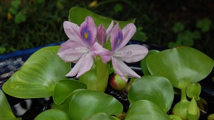 ヒヤシンス の評価や評判 感想など みんなの反応を1週間ごとにまとめて紹介 ついラン ヒヤシンス の評価や評判 感想など みんなの反応を1週間ごとにまとめて紹介 ついラン