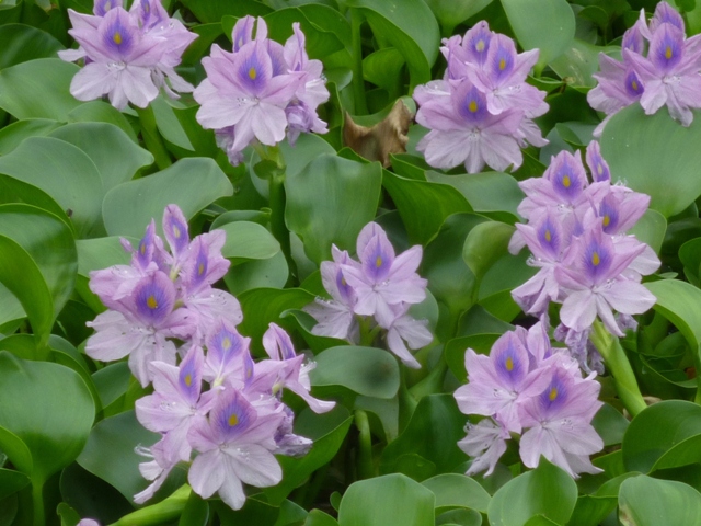 ヒヤシンス の評価や評判 感想など みんなの反応を1週間ごとにまとめて紹介 ついラン ヒヤシンス の評価や評判 感想など みんなの反応を1週間ごとにまとめて紹介 ついラン