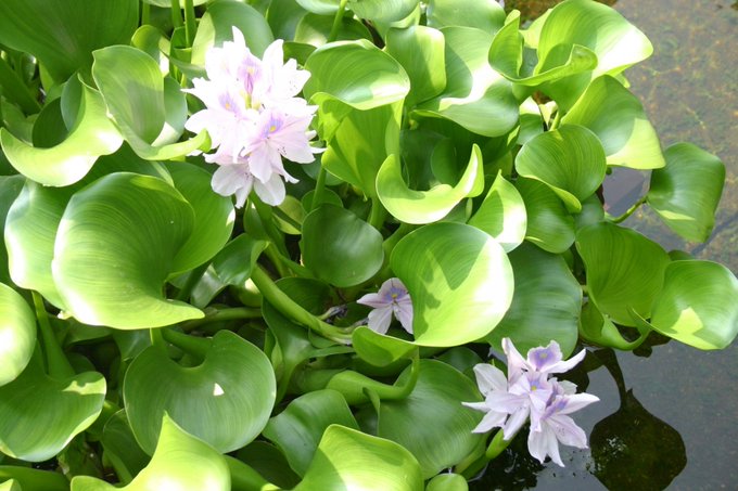 ヒヤシンス の評価や評判 感想など みんなの反応を1週間ごとにまとめて紹介 ついラン ヒヤシンス の評価や評判 感想など みんなの反応を1週間ごとにまとめて紹介 ついラン