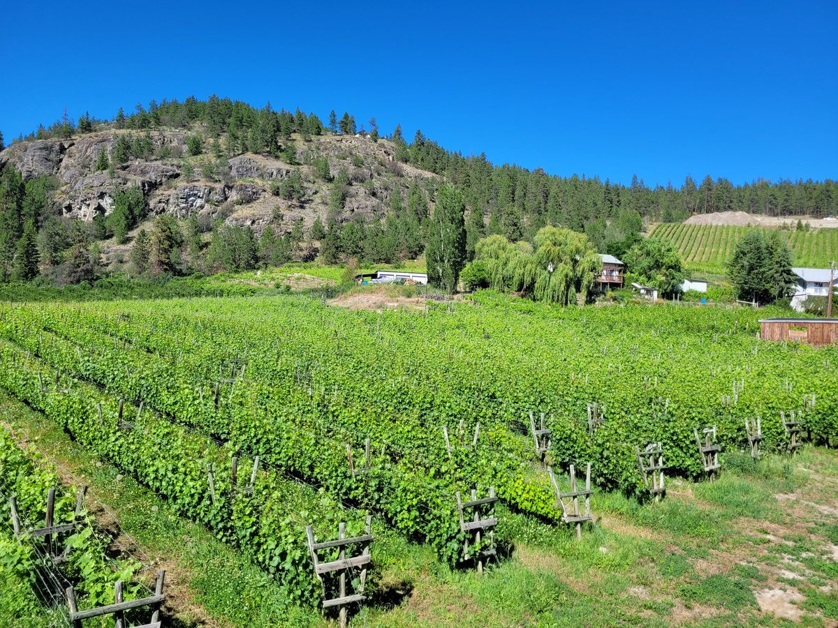 Naramata Bench Wines (@naramatawines) / Posts / X