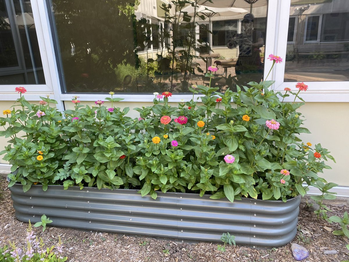 PreissStacey's tweet photo. Our 1st graders’ hard work is paying off! The zinnia seeds we planted in April grew into seedlings which we transplanted into our school gardens in early June. Here they are, continuing to add colorful beauty to our school in July! 😎 @ViolaAchieves @cbatts125 @MsReganViola https://t.co/XqJjVnRpsd