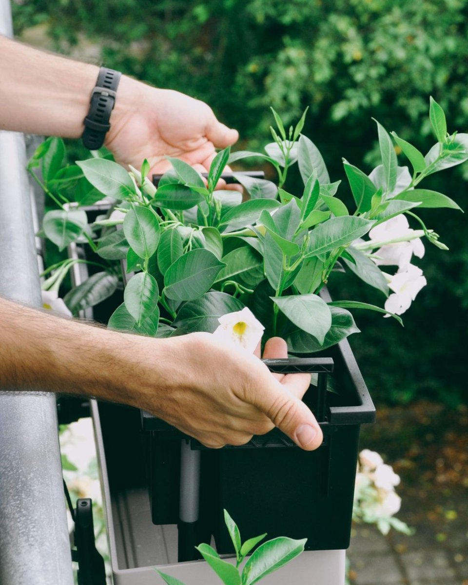Balconies need flowers too! #summertime

Lechuza Balconera Color Balcony Railing Planter: bit.ly/2ZW70Tw

Lechuza Balconera Cottage Porch Rail Planter: bit.ly/393sd3c