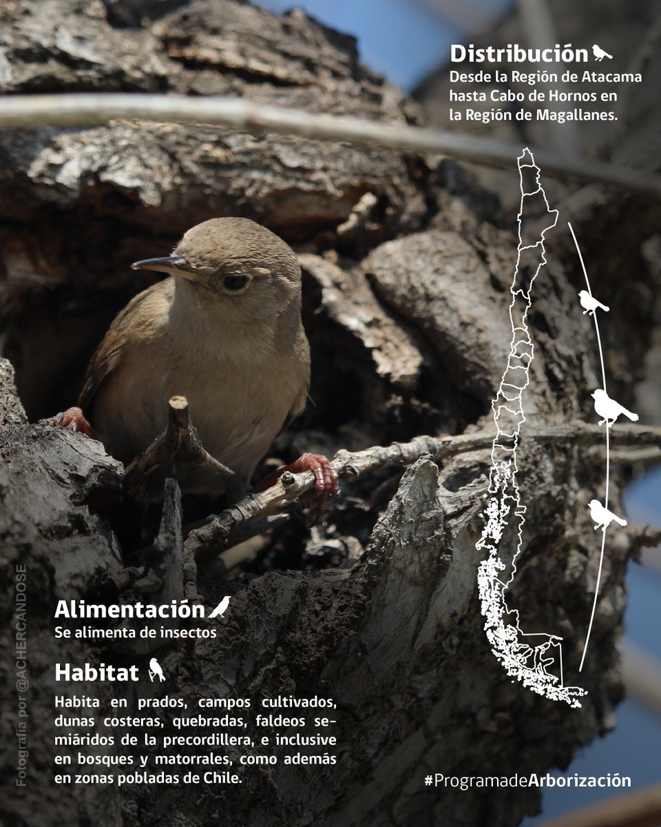 CONAF - Corporación Nacional Forestal tweet media