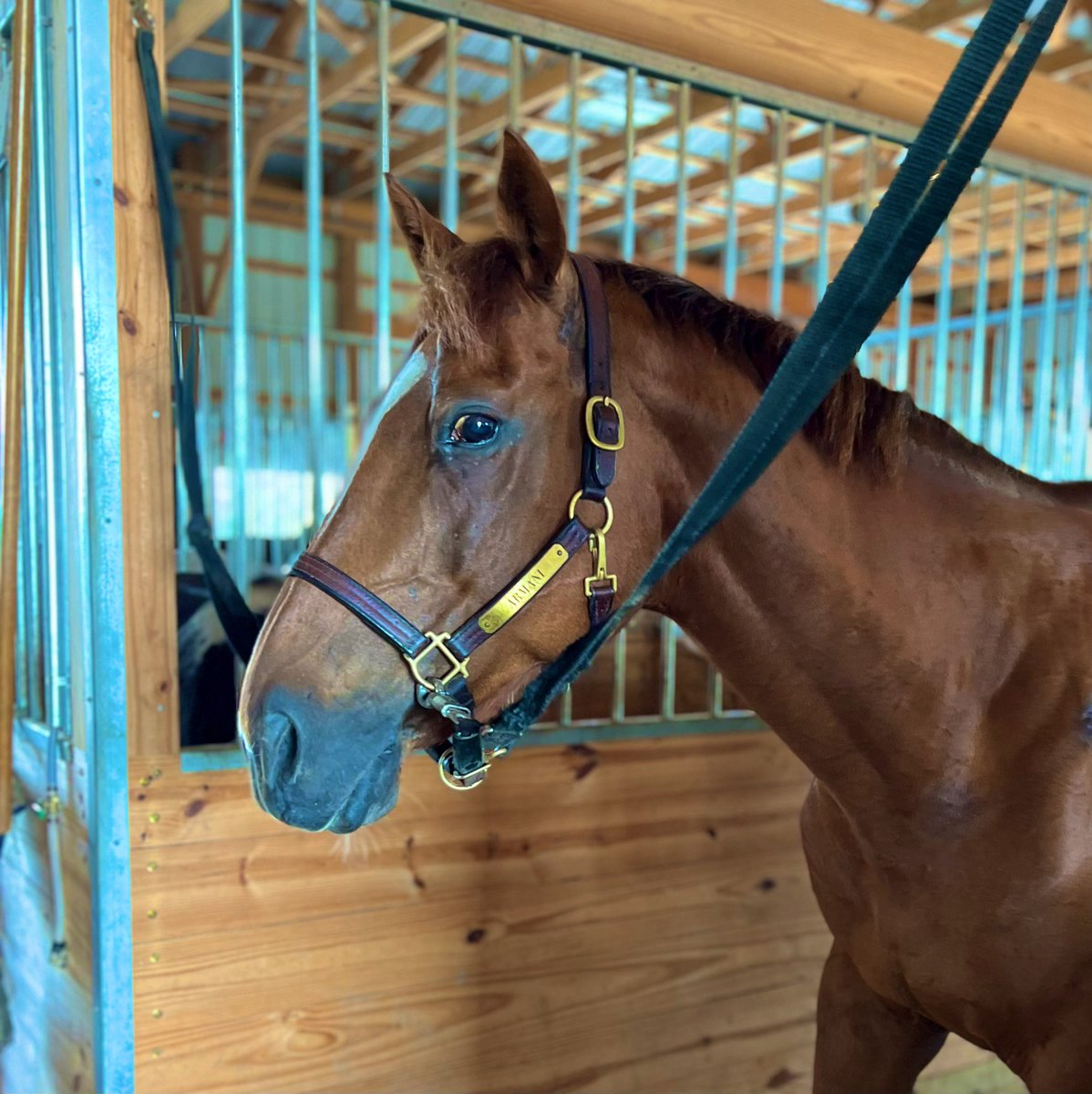 RVTEquestrian's tweet photo. A trail ride kinda day with my favorite Beast!💚 https://t.co/WdPZTr0DmJ