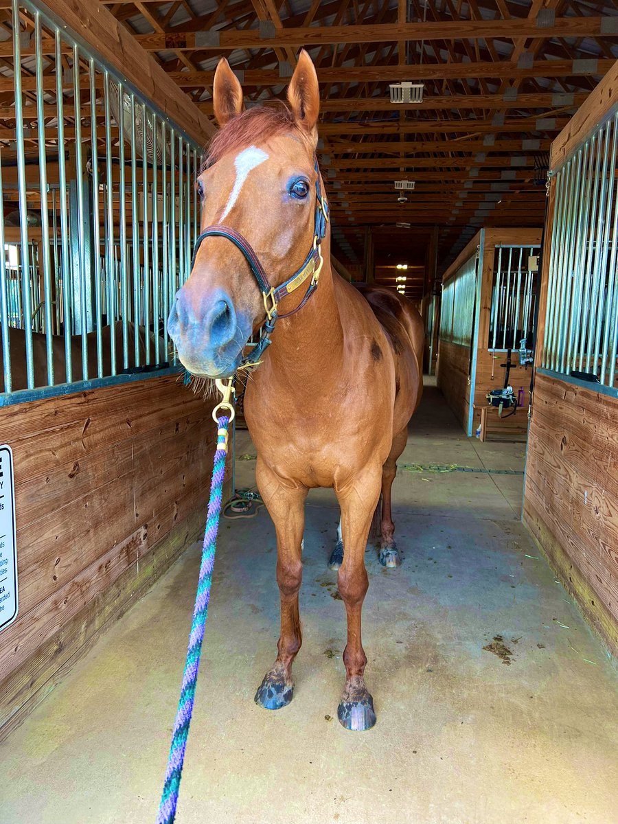RVTEquestrian's tweet photo. A trail ride kinda day with my favorite Beast!💚 https://t.co/WdPZTr0DmJ