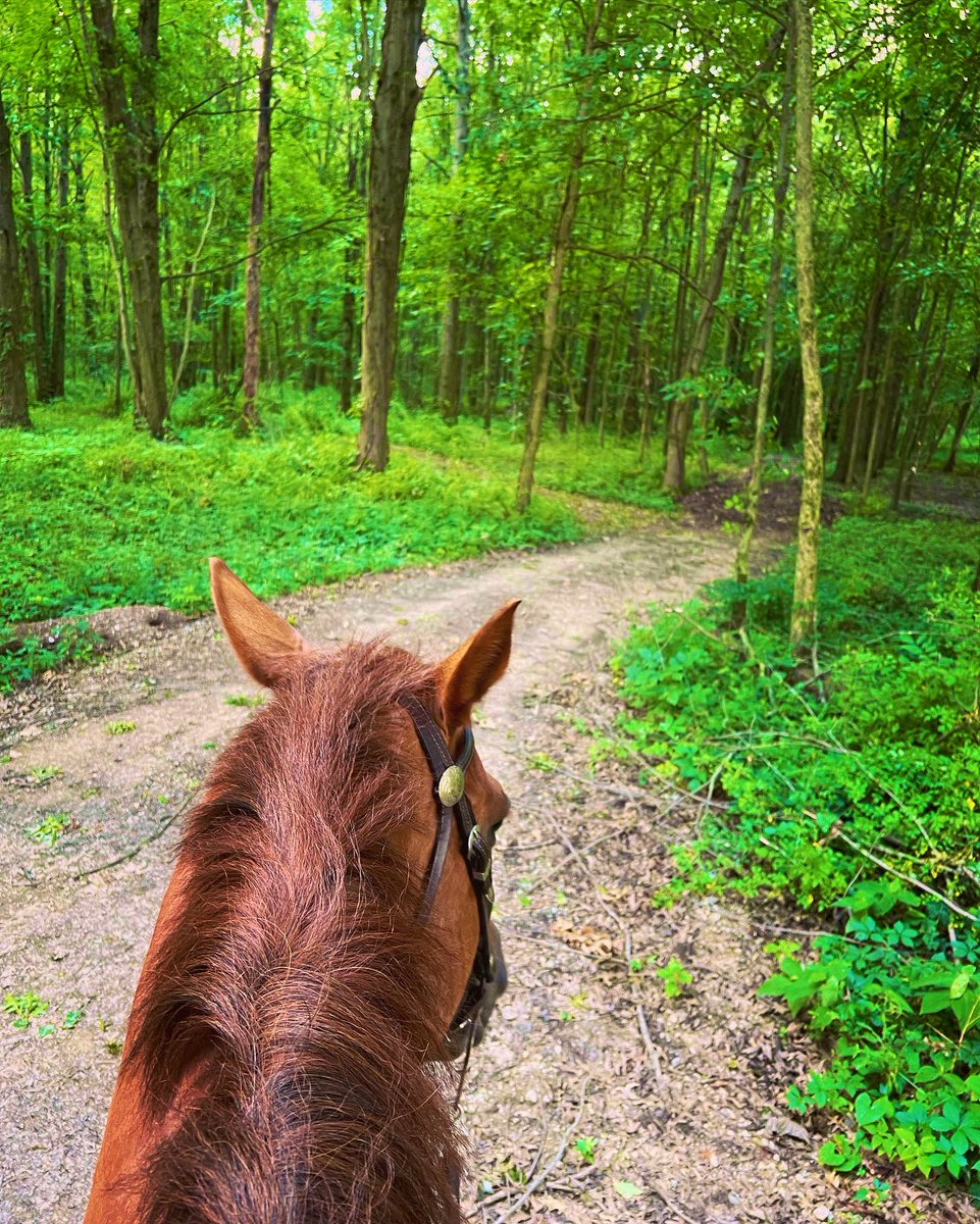 RVTEquestrian's tweet photo. A trail ride kinda day with my favorite Beast!💚 https://t.co/WdPZTr0DmJ