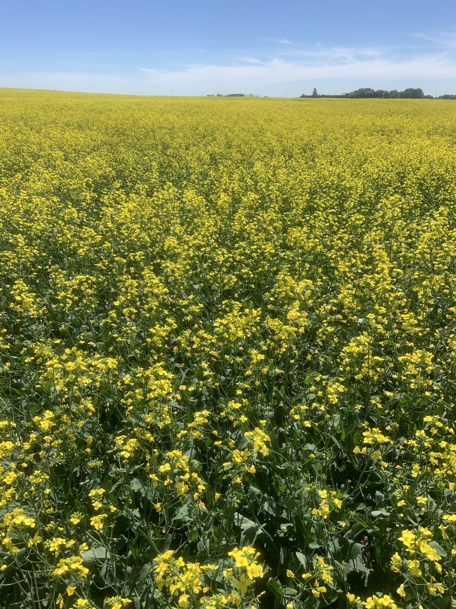 MikePalmier's tweet photo. Any other agronomists allergic to flowering crops? https://t.co/m7zkgmYcAU