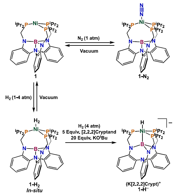 Boron_Chemistry's tweet photo. Toggling the Z-Type Interaction Off-On in Nickel-Boron Dihydrogen and Anionic Hydride Complexes  (@ChemCommun): https://t.co/RCi2j37oHt https://t.co/5hT7vE7fZy