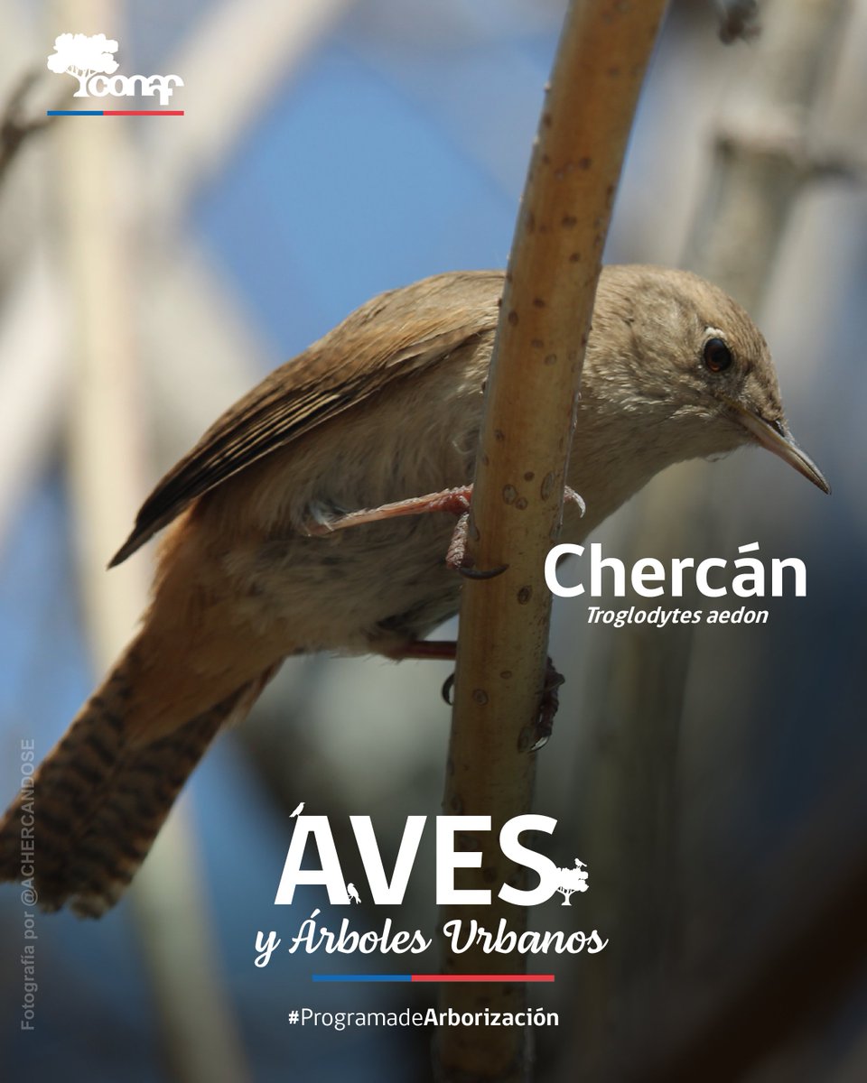 CONAF - Corporación Nacional Forestal tweet media