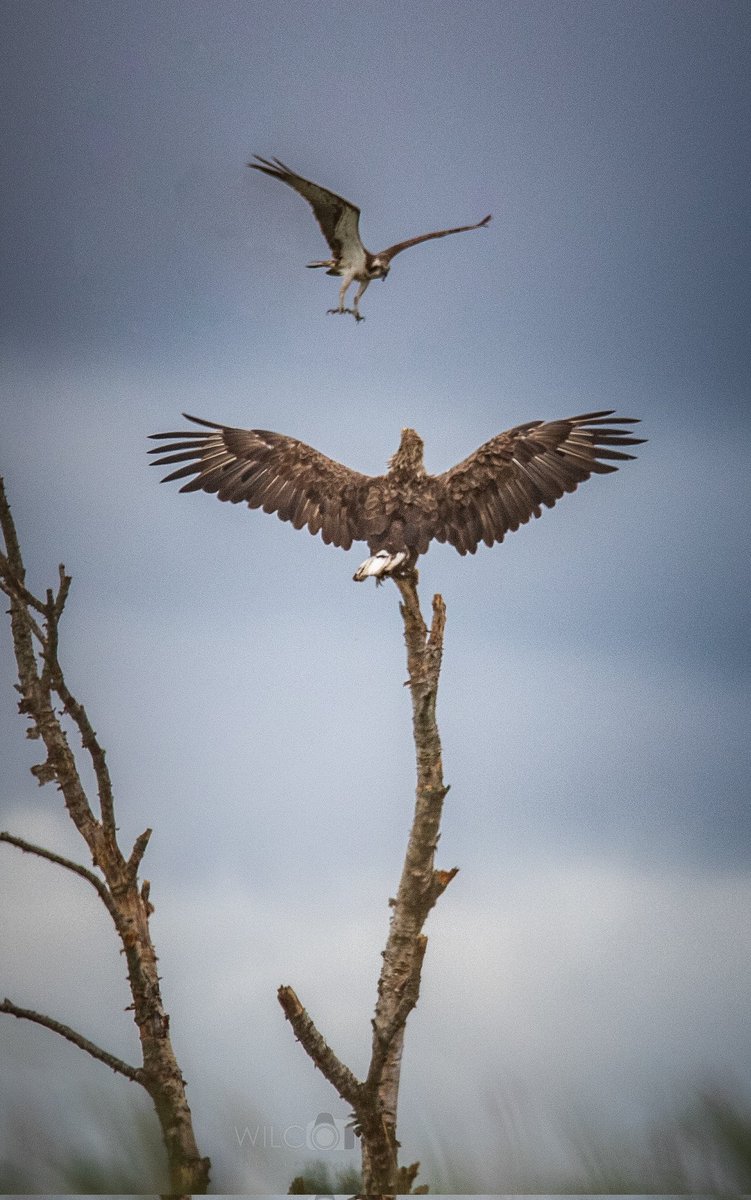 Wat een afgrijselijk bijzonder moment in #Roegwold #Visarend trapt ruzie met #Zeearend #middengroningen