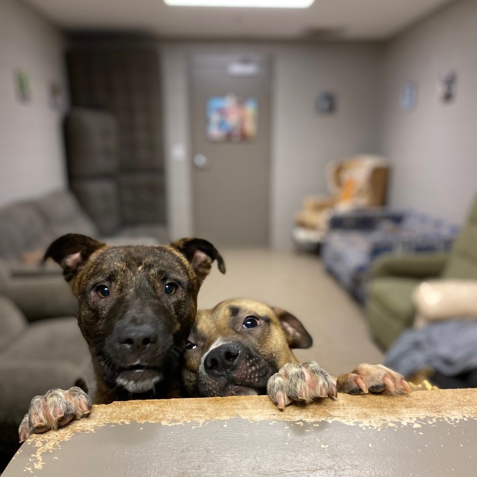 ACAS_PAWS's tweet photo. Adoptable pups Oatmeal and Trout say happy Tuesday!
Our shelter is proud to be a participant in the Pick Me! SC Adoption event until July 17th! Make a difference in a pet's life today during the statewide adoption event #PickMeSC sponsored by @petcolove and @NoKillSouthCarolina. https://t.co/dL9gEmmWTI
