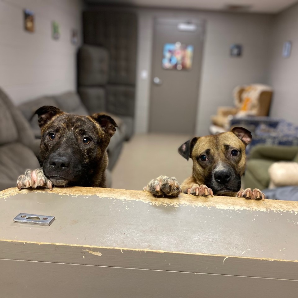 ACAS_PAWS's tweet photo. Adoptable pups Oatmeal and Trout say happy Tuesday!
Our shelter is proud to be a participant in the Pick Me! SC Adoption event until July 17th! Make a difference in a pet's life today during the statewide adoption event #PickMeSC sponsored by @petcolove and @NoKillSouthCarolina. https://t.co/dL9gEmmWTI