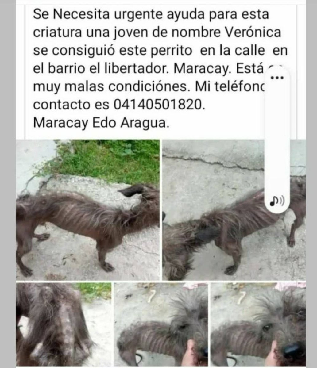PerroUsuario's tweet photo. #CasoDeTerceros AYUDA URGENTE para este pequeño, Maracay https://t.co/WMNc6Hiw4g
