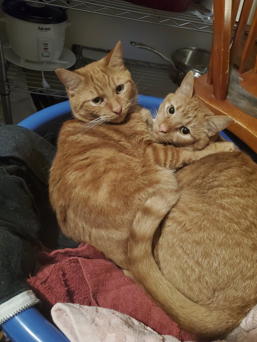 EnchantedLiason's tweet photo. The brother cuddles... Sax and Chucky.... #cats #pawnerds https://t.co/Jd3jVaeKU6