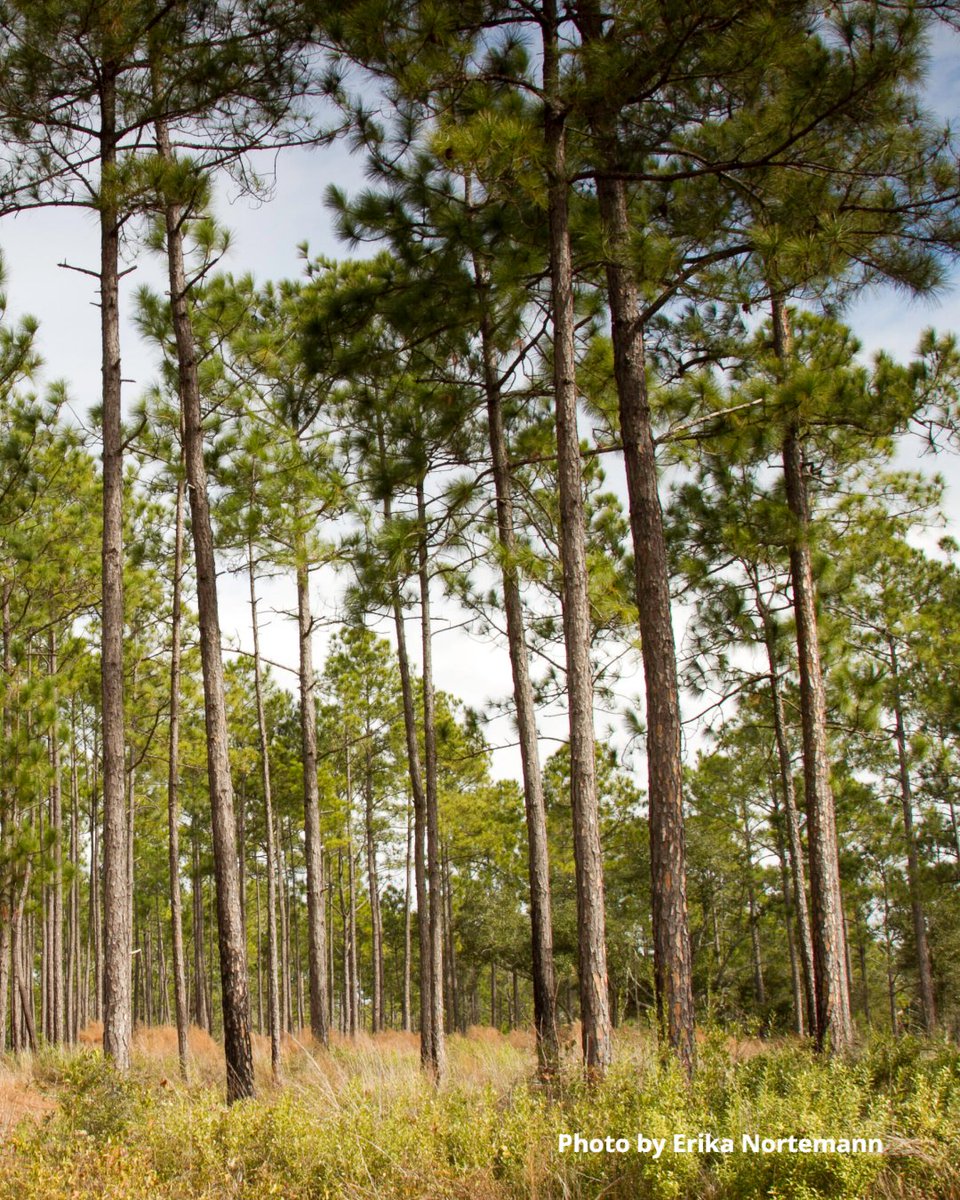 ms_nature's tweet photo. The Nature Conservancy in Mississippi joins the U.S. Forest Service's special celebration of our treasured National Forests during #NationalForestsWeek. https://t.co/LF8ow3O4nD https://t.co/xZrQ4osyzv