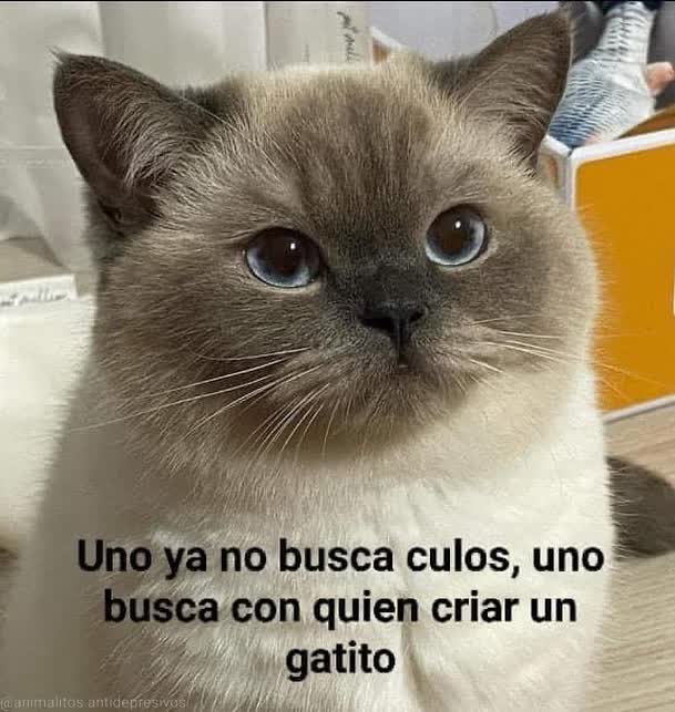 gatitos shitposting (@gatito_shitpost) on Twitter photo 