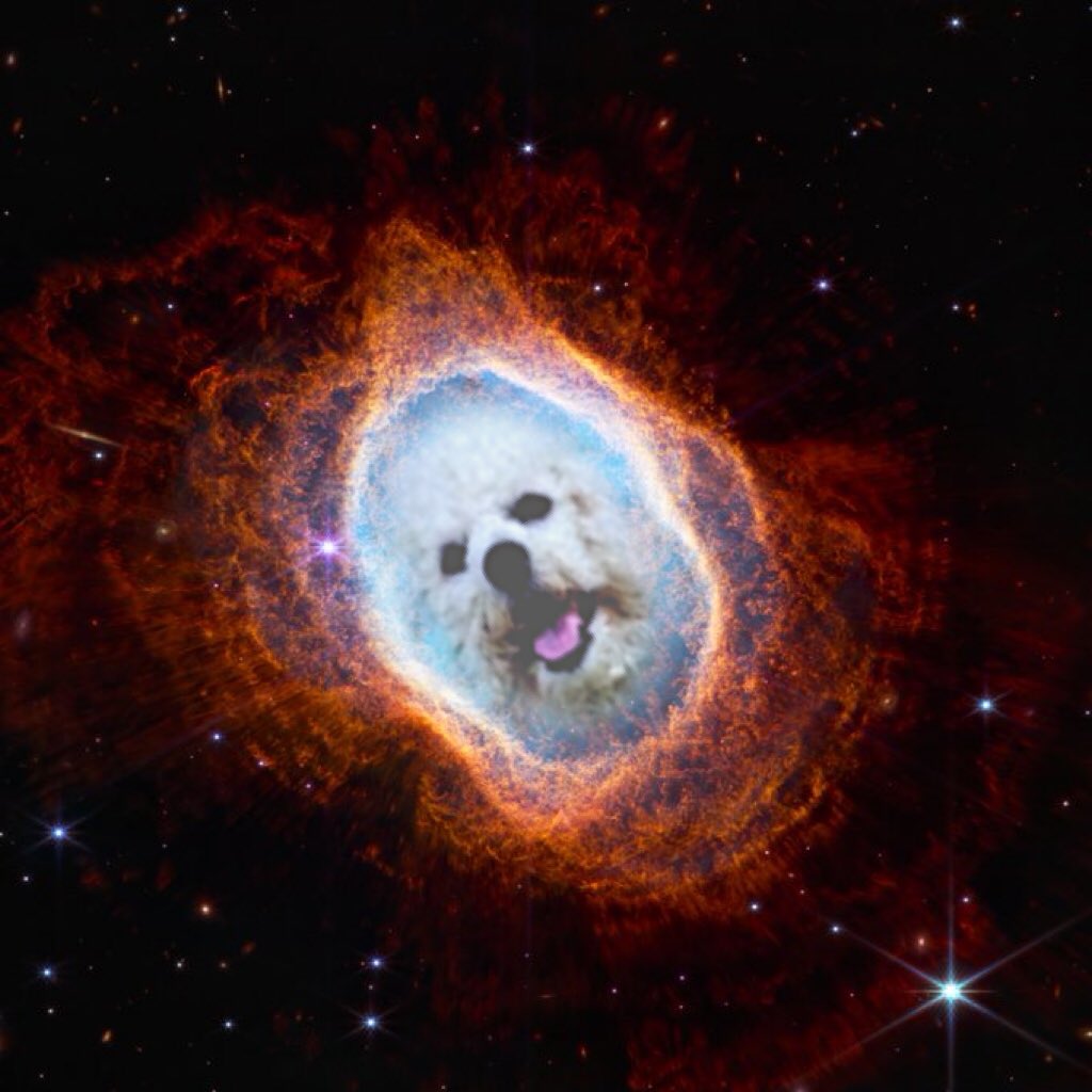 TedCruzPoodle's tweet photo. @hankgreen Weeeeee!
(giggles in nebula)
#adventureswithsnowflake https://t.co/C6wEHMHSRv