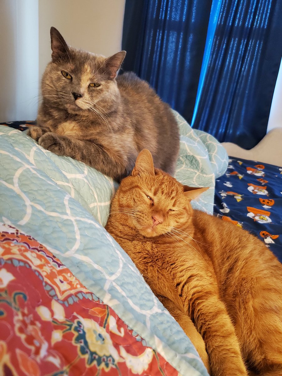 EnchantedLiason's tweet photo. Mo and Chucky judging me... #CatsOnTwitter #pawnerds #petsarelove https://t.co/CdvisMCLS8