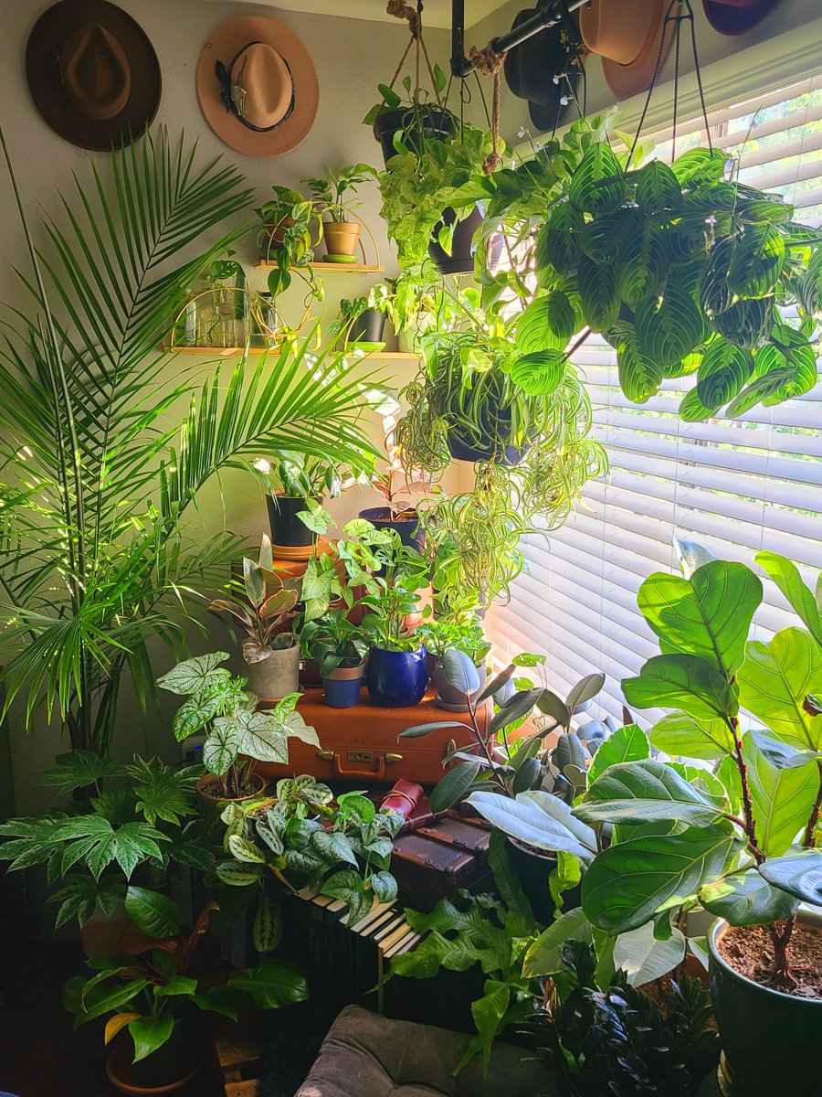 Memory lane 💚
📸 instagram.com/7thson92

#planttwitter #plantdad #plantparent #houseplants #houseplanthour #homedecor #plantstyling #indoorjungle