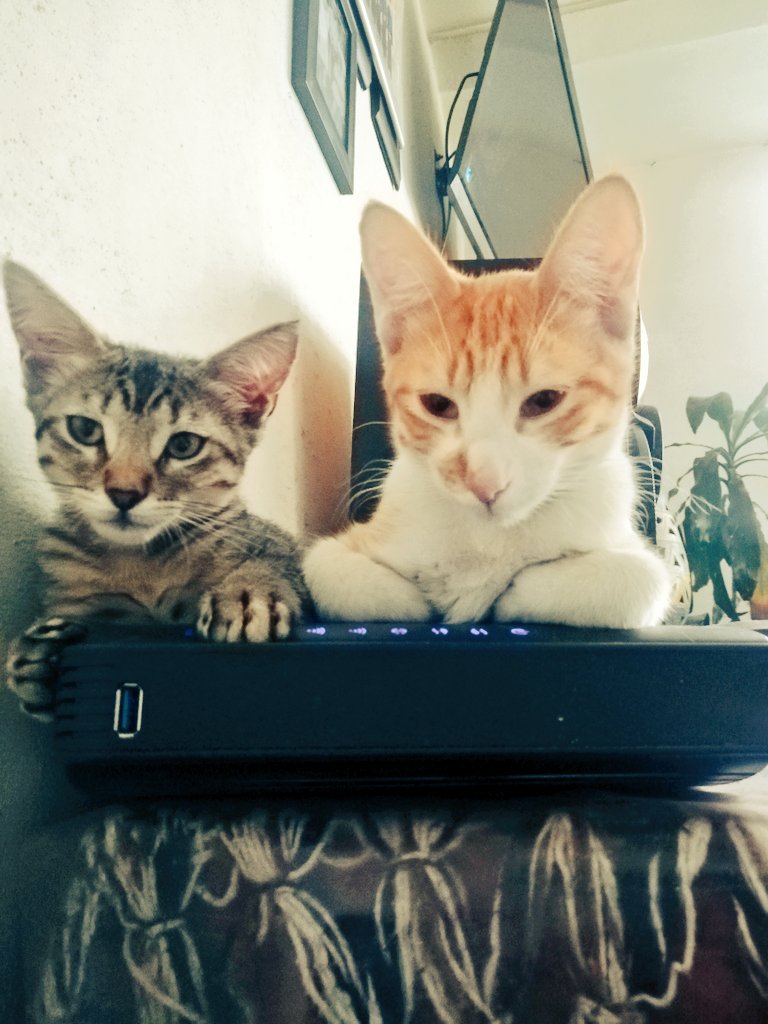 RickMoralezMx's tweet photo. Cada día los quiero más https://t.co/3YEjyFSvuA