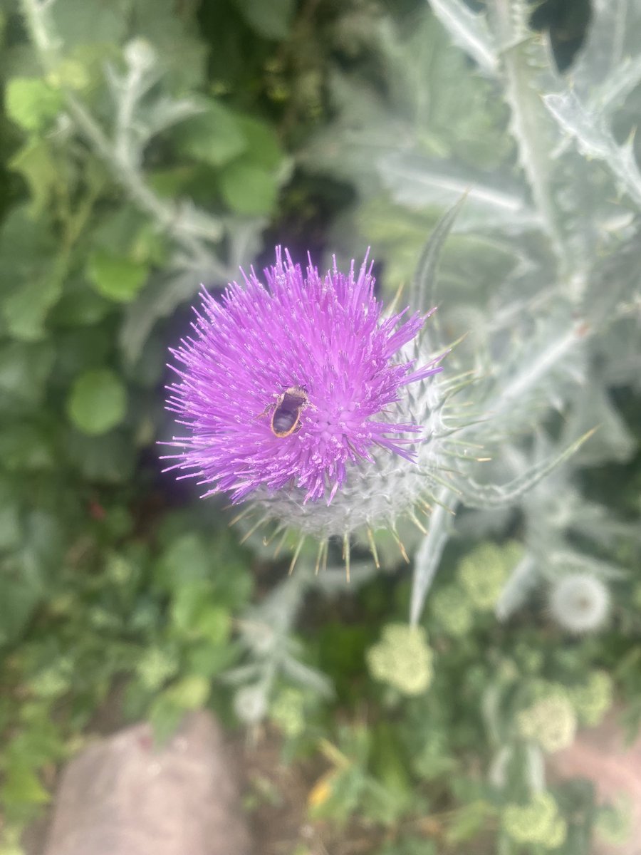 Tiny little red Mason’s butt getting nectar from a thistle! ❤️ 🐝 #bee #honey <a href="/NHM_Bees/">🐝 NHM Bees 🐝</a>