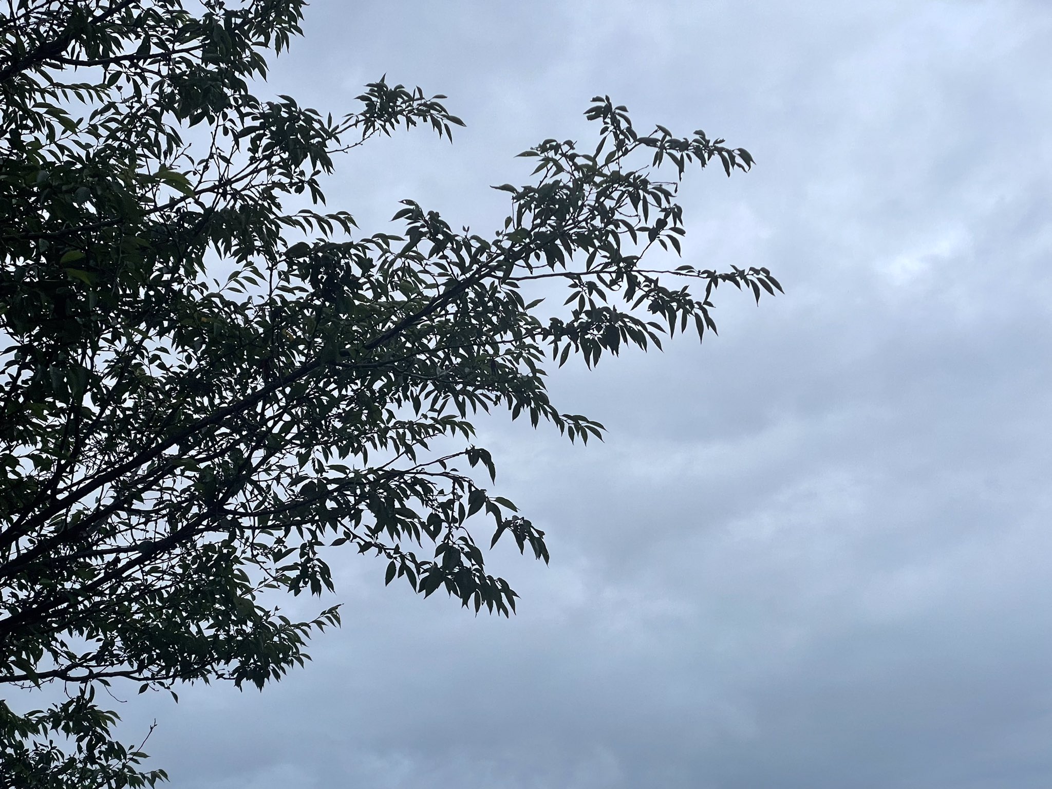 Tweets With Replies By 近江屋 003tom Twitter