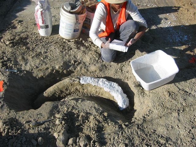 ECORPConsulting's tweet photo. ECORP has expanded our Paleontological services!
Read about it here: https://t.co/uSqg9tm3vo
#PaleontologicalServices #CulturalResources #EnvironmentalConsulting #paleo #paleontology https://t.co/3f93wR0sbk