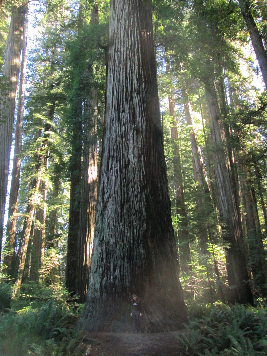 StienstraTom's tweet photo. Media in dreamworld about fire threat to redwoods . . .
Despite the doomsday reports on television, radio and on newspapers, redwoods develop bark that can be a foot thick and has built-in fire retardant that protects and insulates the trees’ cambium.
Denese at Stout Tree. https://t.co/NtWfFCyy9O
