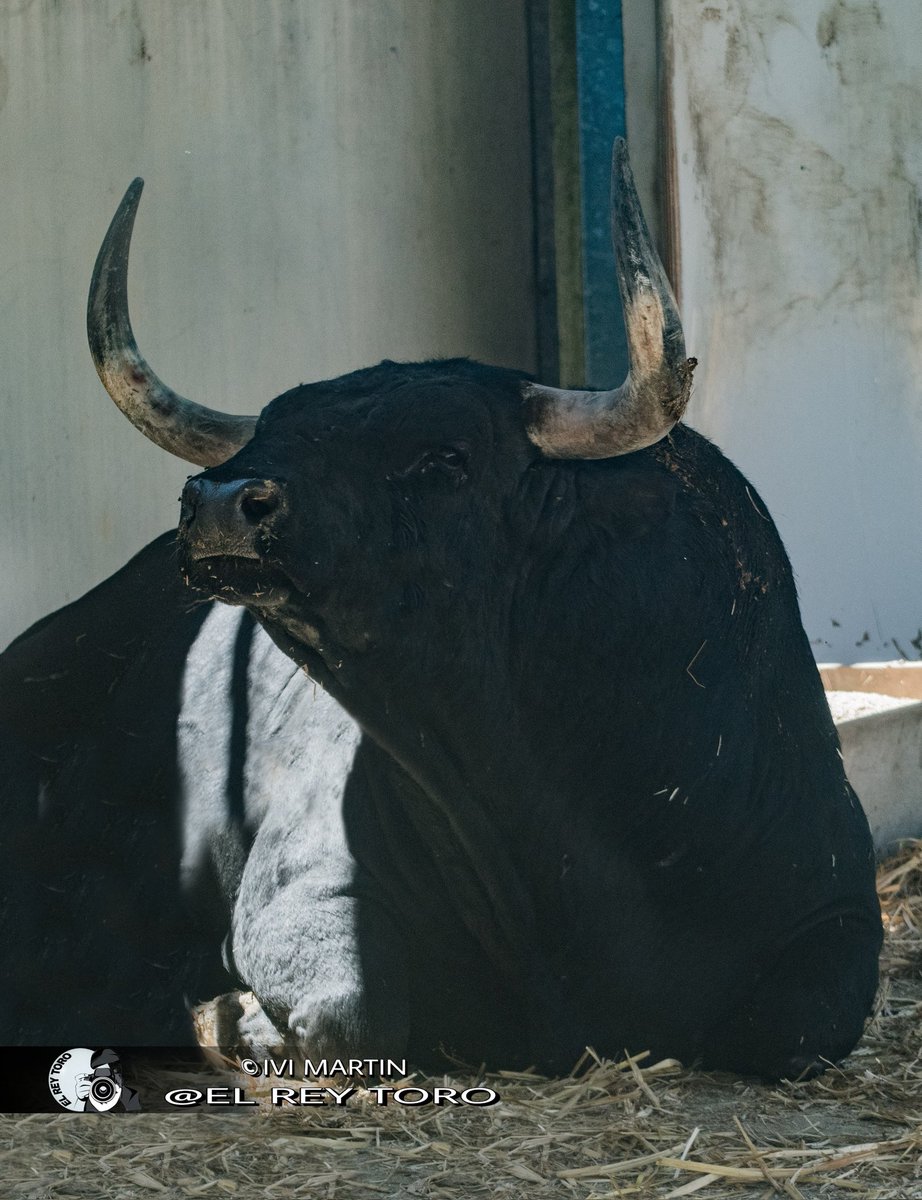 Otro de los Victorianos para mañana