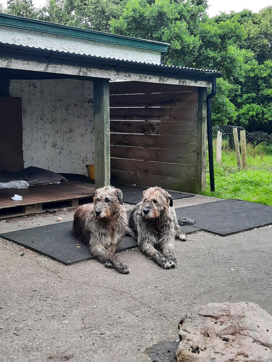 EcoIrelandGuide's tweet photo. Paddy and Brian #irishwolfhound #DogsAreLove #dogsoftwitter #dogs #cute #love https://t.co/tSuXbzclU5