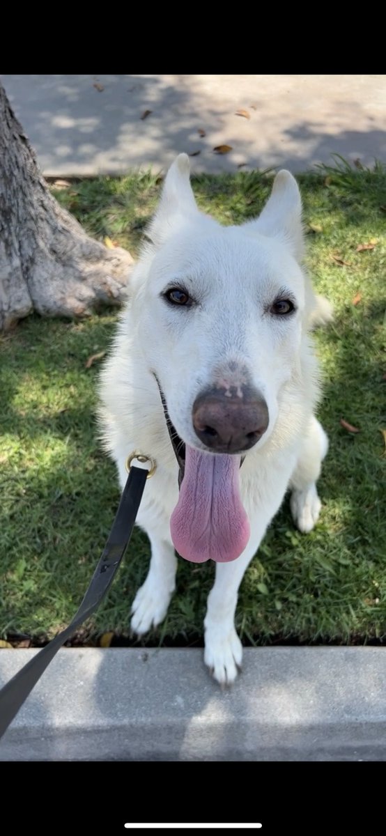 hatherinecam's tweet photo. ⚠️FOUND DOG — white male husky mix in Downey. Just showed up to my door. Help me find his owners!! He’s very friendly. @DowneyPatriot https://t.co/Lhqf2B77Ev