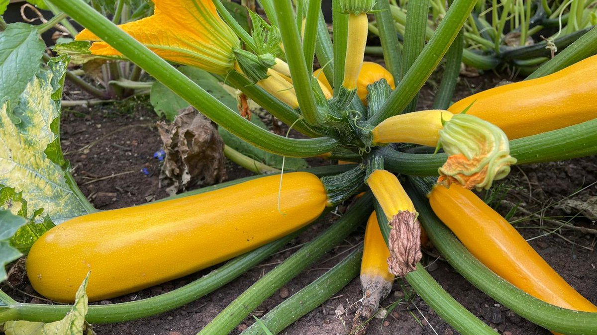 TheArdagh's tweet photo. Itβs amazing how much can be grown in a small space - and wonderful to see #fresh produce - grown by #volunteers - going from the planters straight into boxes for delivery to #local #food clubs today
ππ₯¬π§
π₯π«π
π½
#Bristol #BiteBackBetter #Community https://t.co/xqVpLya9VY