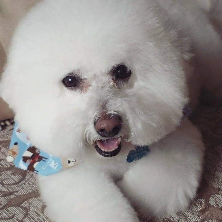 demstaaa's tweet photo. @Chewy #PetsBringUsTogether https://t.co/1dp9E42jxU