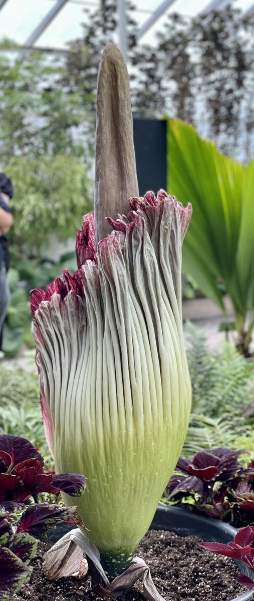 nmbernard's tweet photo. We visited Morty Junior today. Unfortunately his stench was past peak. I can’t express how disappointed I was. He’s an impressive looking plant however.
#CorpsePlant
@BuffaloGardens https://t.co/bCiUxPwVt6