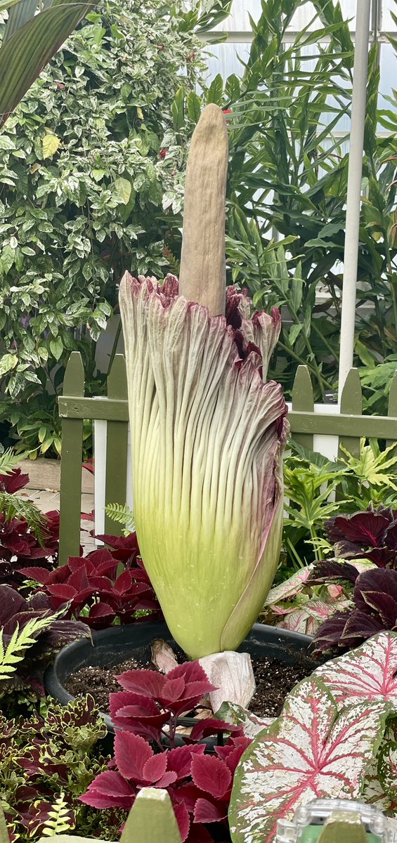 nmbernard's tweet photo. We visited Morty Junior today. Unfortunately his stench was past peak. I can’t express how disappointed I was. He’s an impressive looking plant however.
#CorpsePlant
@BuffaloGardens https://t.co/bCiUxPwVt6