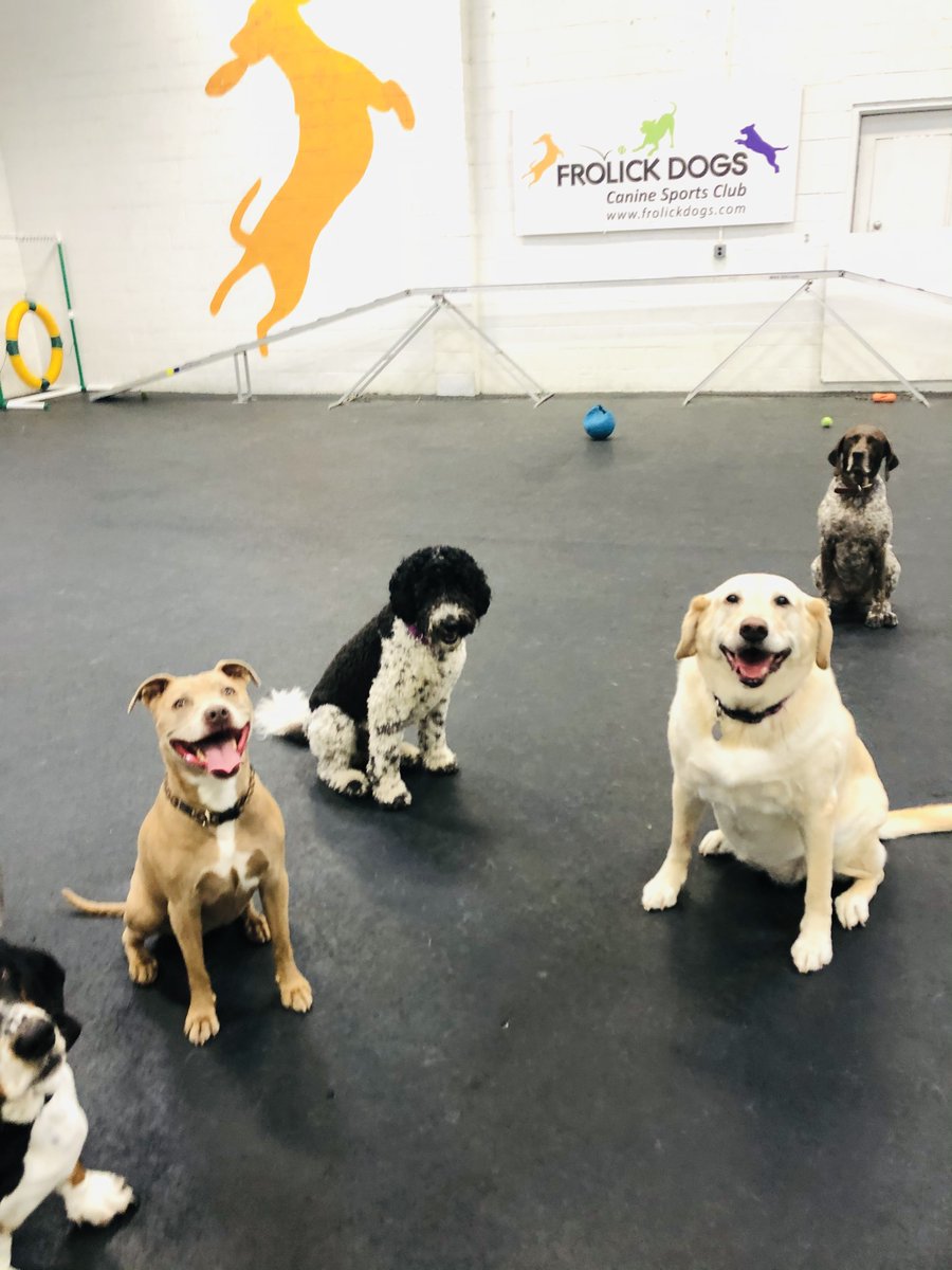 FrolickDogs's tweet photo. Regardless of their breed or size, all kinds of pups are welcome to Frolick with us! #FrolickDogs #DogFriendly #AlexandriaDogs #AlexandriaPets https://t.co/PRBzT0HigR