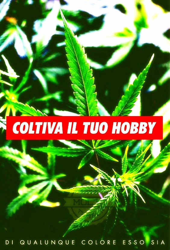 the1cem4n's tweet image. #legalizeganja #ipocritidimerda