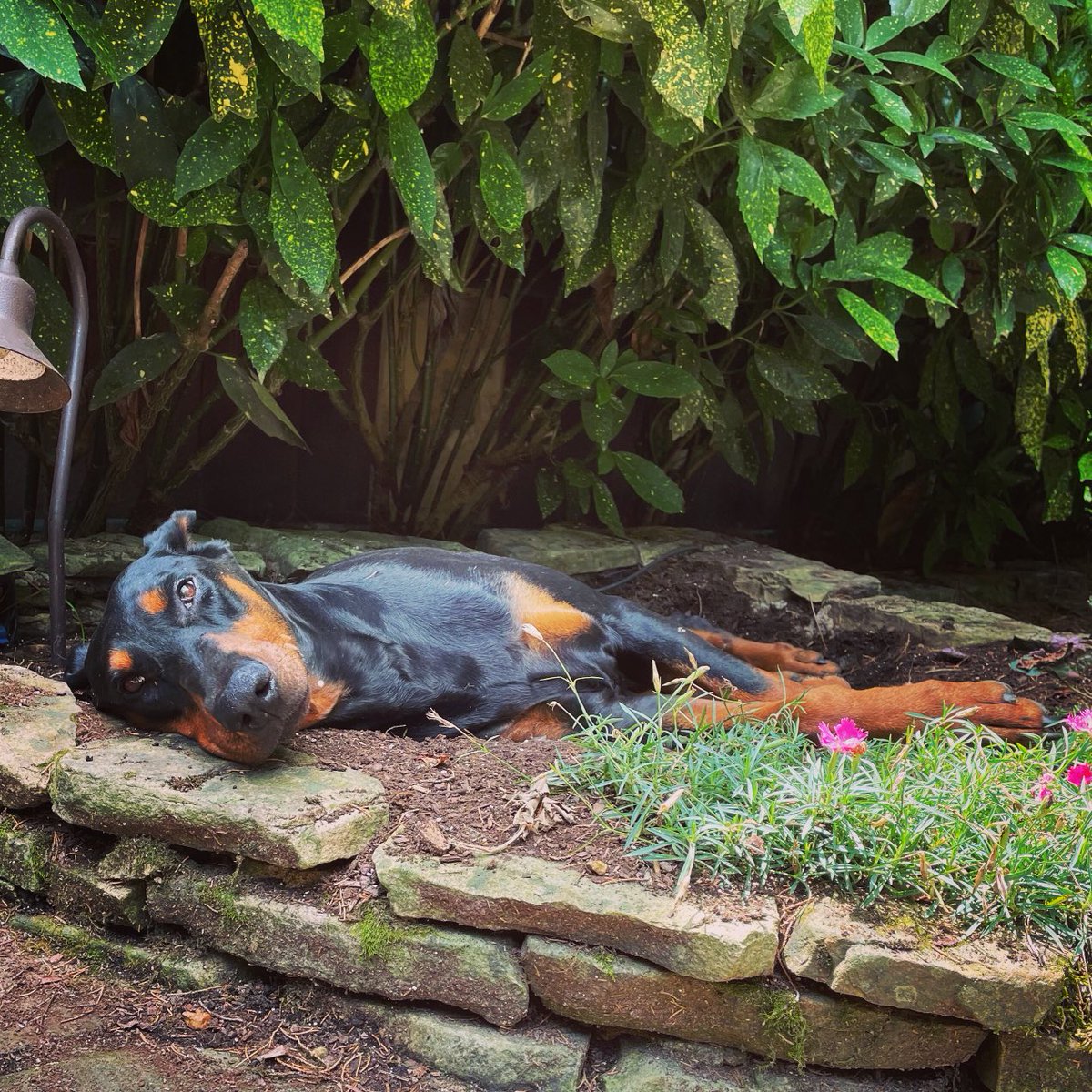 Victoria Pratt tweet media