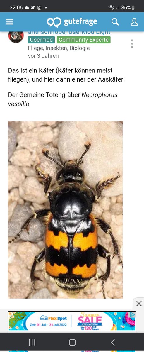 Schon interessant wenn man plötzlich ein Brummen in der Wohnung hört
Und ja der Totengräber Käfer ist wieder draussen unbeschadet ausgesetzt

Btw. Hab noch nie von nem käfer mit so nem genialen Namen gehört 😂