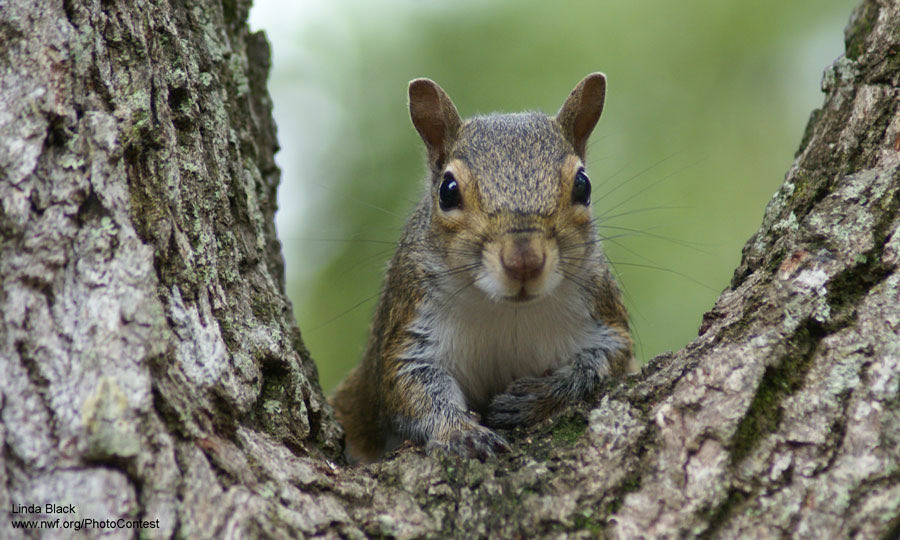 NSCsquirrel's tweet photo. Feeling glad I only park in trees… https://t.co/vS8OPp9GSD