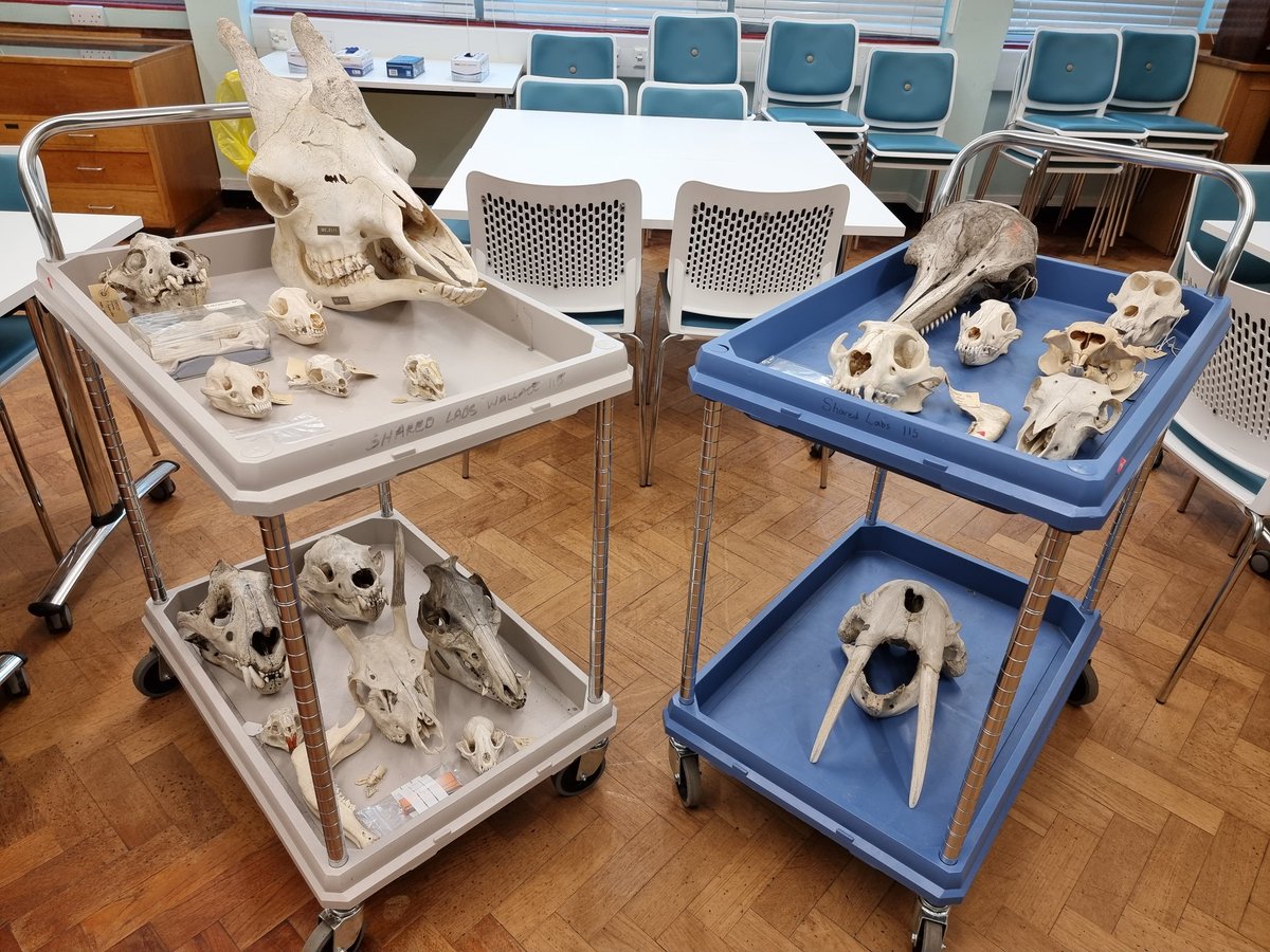 Getting ready for tomorrow's @ReachingWiderSU outreach event in the <a href="/SwanseaUni/">Swansea University</a> @swanscience
Zoology Museum. Join us tomorrow for a game of Whose Skull Is That? 

#swanseauniversity #swanseauniversityzoologymuseum #bioscience #outreach #biology #zoology #mammal #skulls #teeth
