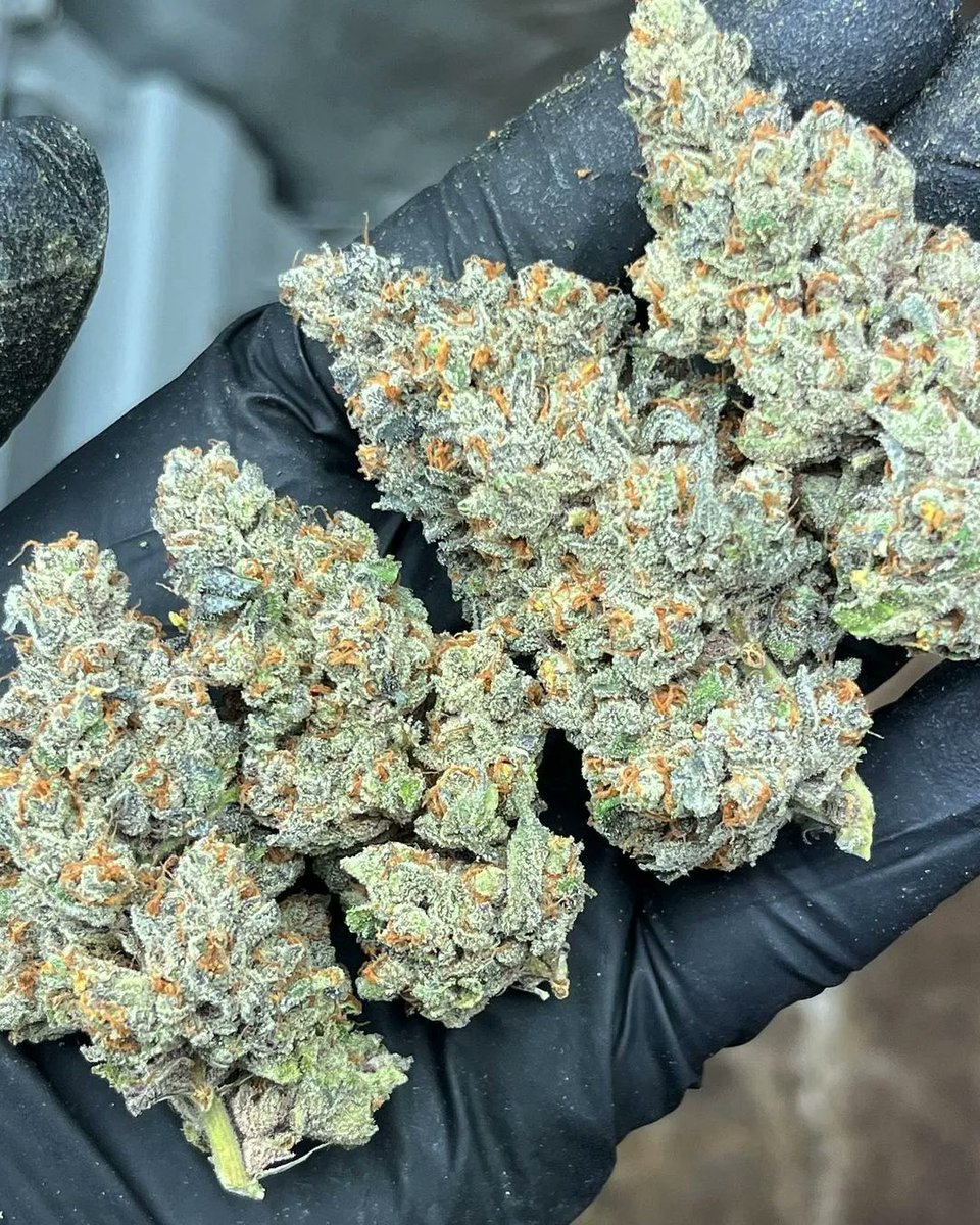 📸 Sour Kraut
🌱(ig) skyhighless 
🧬 symbioticgenetics
#weed