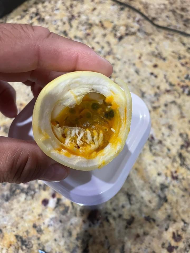 CortesBob's tweet photo. When all else fails, there is always an #Florida #passionfruit #parcha #maracuya grown in my backyard. #yumm #notorange https://t.co/Ic2DBhLm9N