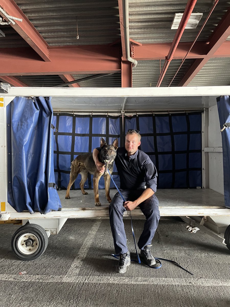 VisscherWesley's tweet photo. Working with narcotica detection dog Tommy at the airport #k9 #workingdogs #snifferdogs #detectiehond #speurhond #germanshepherd #germanshepherdsofinstagram #sifd #scentimprintfordogs #drugshond #borderforce #customs #customdog @Scentimprint https://t.co/Pq9RRXPyMe