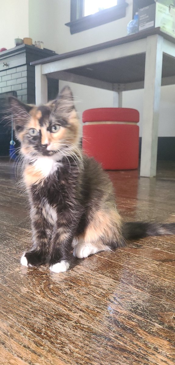 she_umm's tweet photo. So I've been pretty quiet on here lately. I got another cat. Meet Soup #soup #catlady https://t.co/VHJAjarqWP